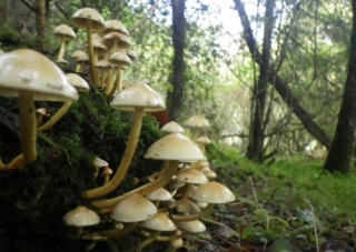 Champignons au parc